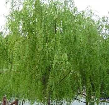 onchn White willow bark extract 1
